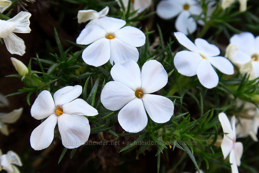spreading phlox (Phlox diffusa) [Stafford Creek Trail, Okanogan-Wenatchee National Forest, Kittitas County, Washington]