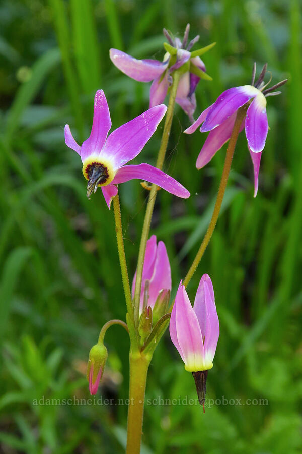 tall mountain shooting stars (Dodecatheon jeffreyi (Primula jeffreyi)) [Stafford Creek Trail, Okanogan-Wenatchee National Forest, Kittitas County, Washington]
