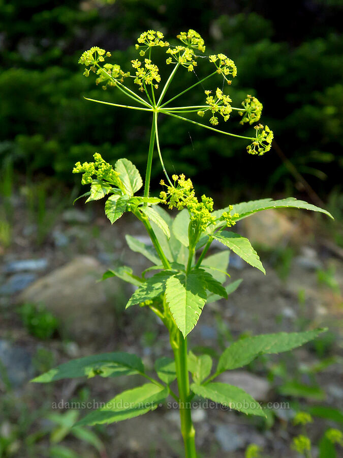 western sweet-cicely (Osmorhiza occidentalis) [Stafford Creek Trail, Okanogan-Wenatchee National Forest, Kittitas County, Washington]