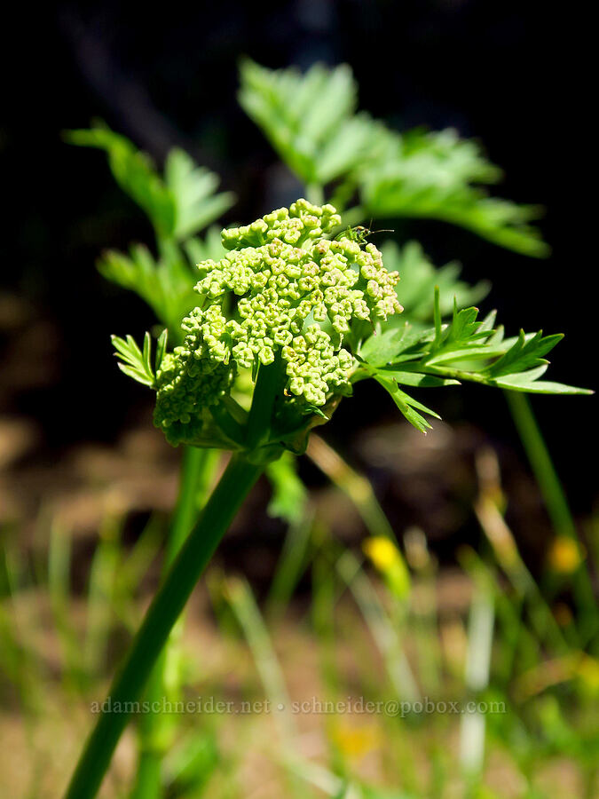 Gray's lovage (Ligusticum grayi) [Stafford Creek Trail, Okanogan-Wenatchee National Forest, Kittitas County, Washington]