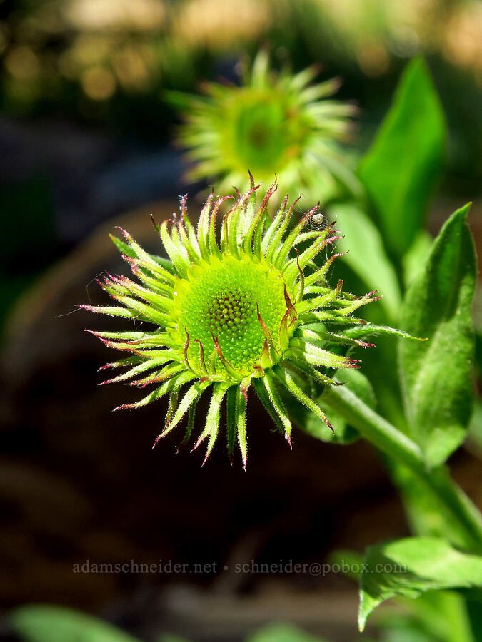 subalpine fleabane, budding (Erigeron glacialis var. glacialis) [Stafford Creek Trail, Okanogan-Wenatchee National Forest, Kittitas County, Washington]