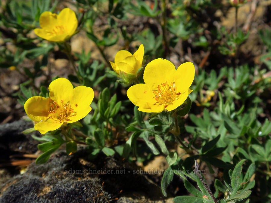 shrubby cinquefoil (Dasiphora fruticosa (Potentilla fruticosa)) [Stafford Creek Trail, Okanogan-Wenatchee National Forest, Kittitas County, Washington]