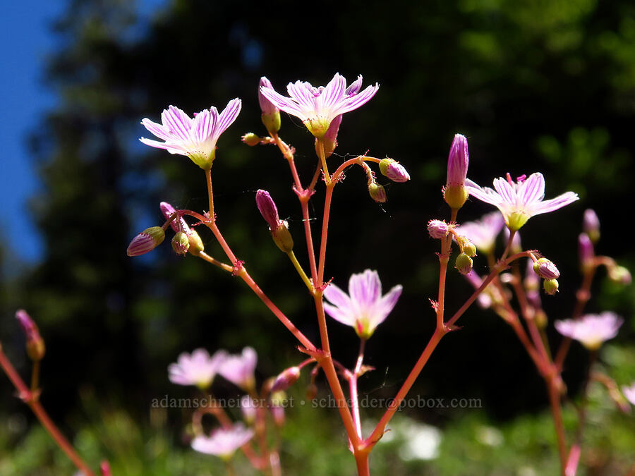 Columbia lewisia (Lewisia columbiana) [Stafford Creek Trail, Okanogan-Wenatchee National Forest, Kittitas County, Washington]