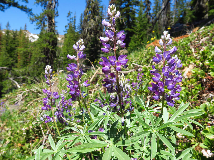 lupines (Lupinus latifolius) [Stafford Creek Trail, Okanogan-Wenatchee National Forest, Kittitas County, Washington]
