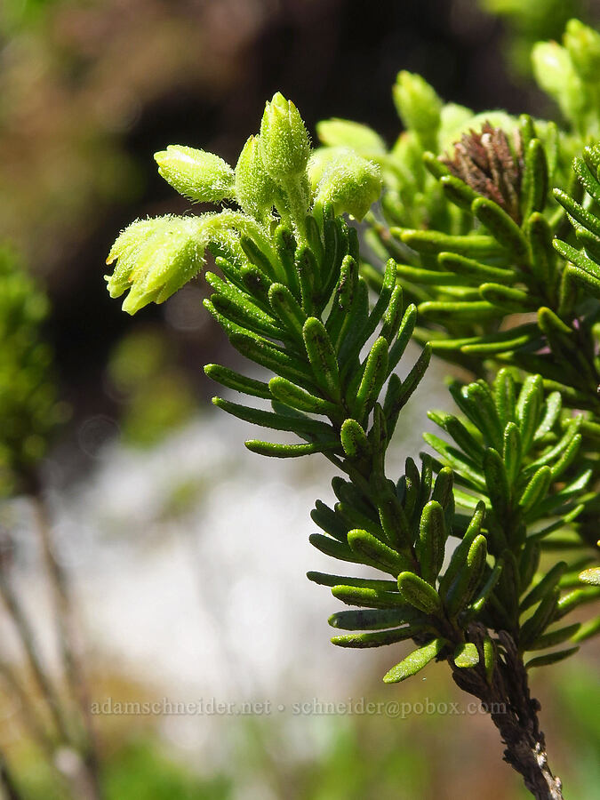 yellow mountain heather (Phyllodoce glanduliflora) [Stafford Creek Trail, Okanogan-Wenatchee National Forest, Kittitas County, Washington]