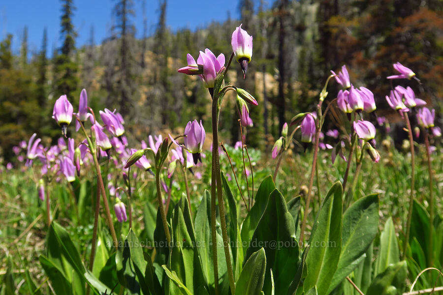 tall mountain shooting stars (Dodecatheon jeffreyi (Primula jeffreyi)) [Stafford Creek Trail, Okanogan-Wenatchee National Forest, Kittitas County, Washington]
