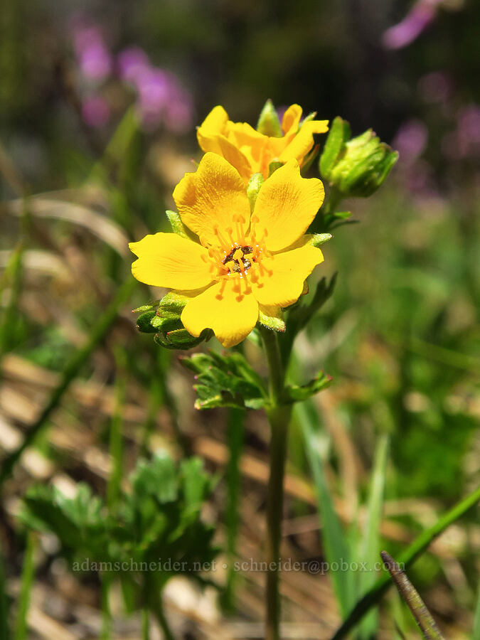 fan-leaf cinquefoil (Potentilla flabellifolia) [Stafford Creek Trail, Okanogan-Wenatchee National Forest, Kittitas County, Washington]