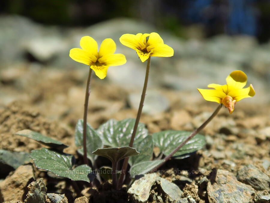 goose-foot violet (Viola purpurea) [Stafford Creek Trail, Okanogan-Wenatchee National Forest, Kittitas County, Washington]