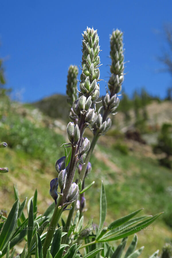 silky lupine (Lupinus sericeus) [Stafford Creek Trail, Okanogan-Wenatchee National Forest, Kittitas County, Washington]