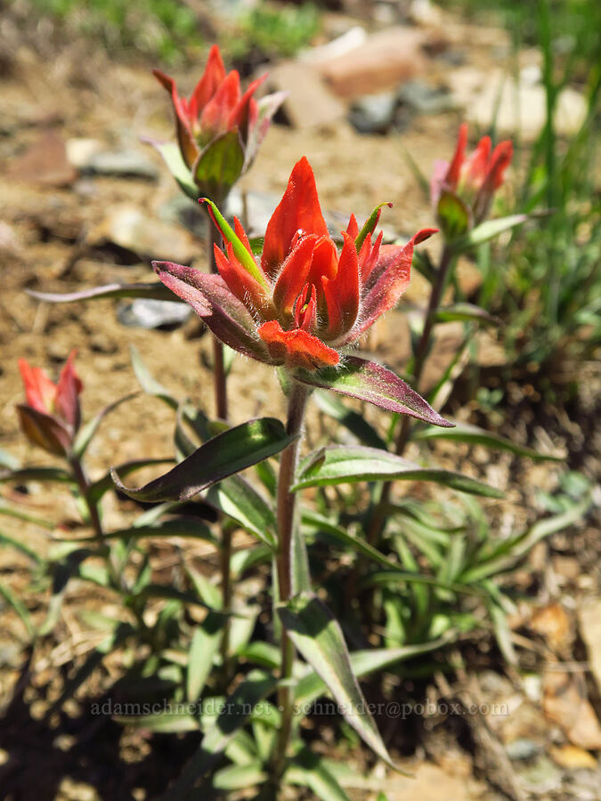 Wenatchee paintbrush (Castilleja elmeri) [Navaho Pass, Okanogan-Wenatchee National Forest, Kittitas County, Washington]