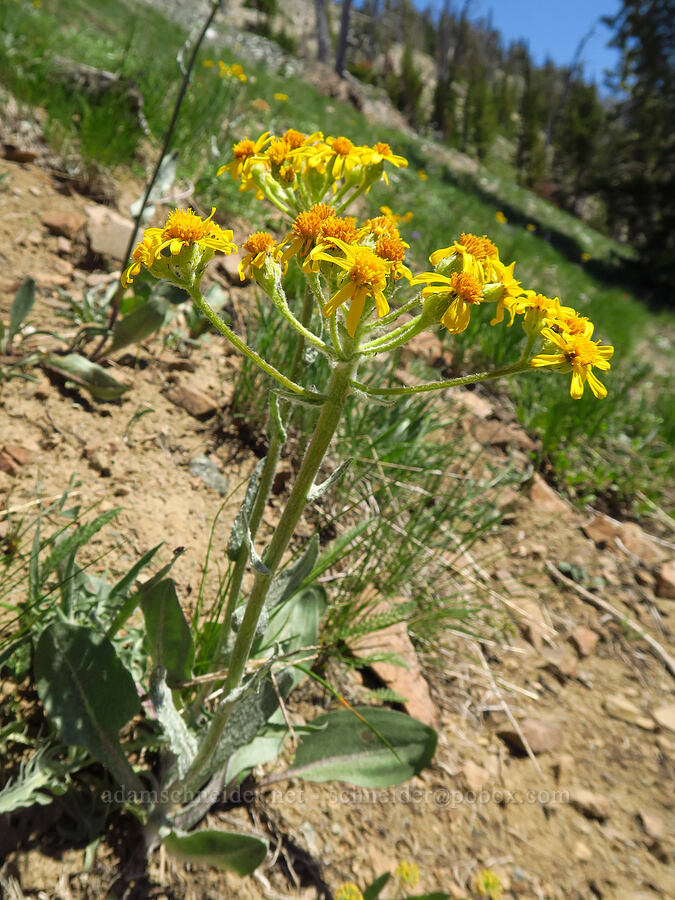 western groundsel (Senecio integerrimus) [Navaho Pass, Okanogan-Wenatchee National Forest, Kittitas County, Washington]