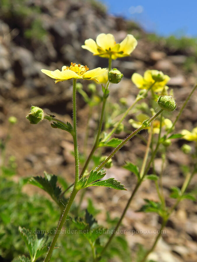 mountain sticky cinquefoil (Drymocallis pseudorupestris (Potentilla glandulosa ssp. pseudorupestris)) [Navaho Pass, Okanogan-Wenatchee National Forest, Kittitas County, Washington]