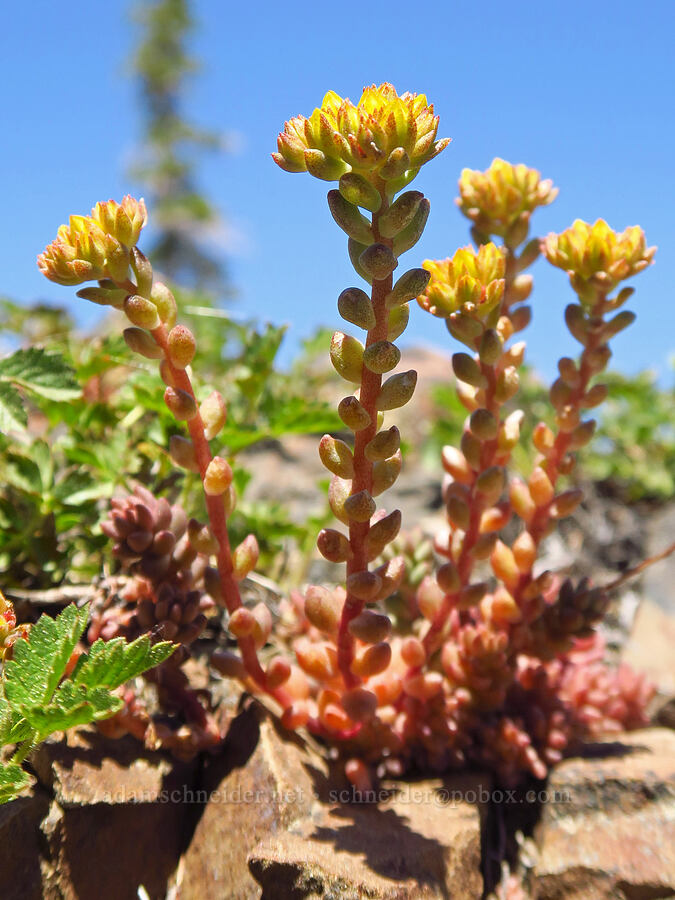 curved-leaf stonecrop (Sedum rupicola (Sedum lanceolatum var. rupicola)) [Navaho Pass, Okanogan-Wenatchee National Forest, Kittitas County, Washington]