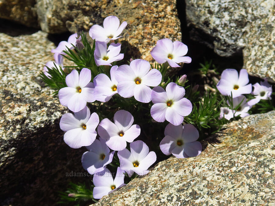 spreading phlox (Phlox diffusa) [Navaho Peak Trail, Okanogan-Wenatchee National Forest, Kittitas County, Washington]