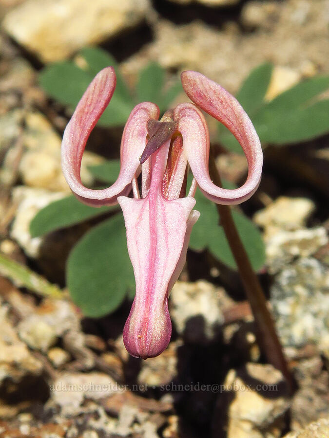 steer's head (Dicentra uniflora) [Navaho Peak Trail, Okanogan-Wenatchee National Forest, Kittitas County, Washington]