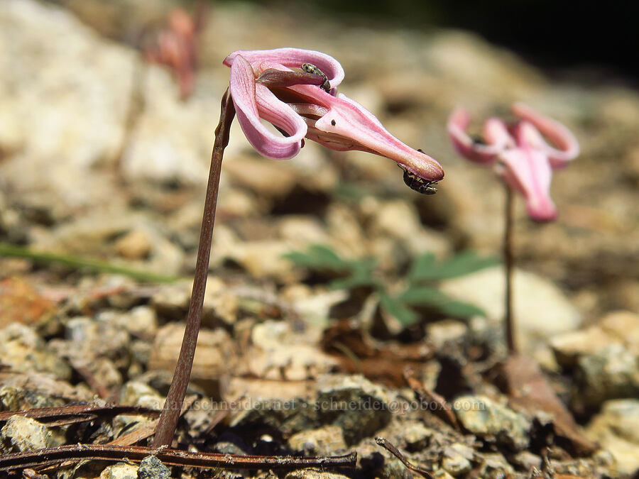 steer's heads (Dicentra uniflora) [Navaho Peak Trail, Okanogan-Wenatchee National Forest, Kittitas County, Washington]