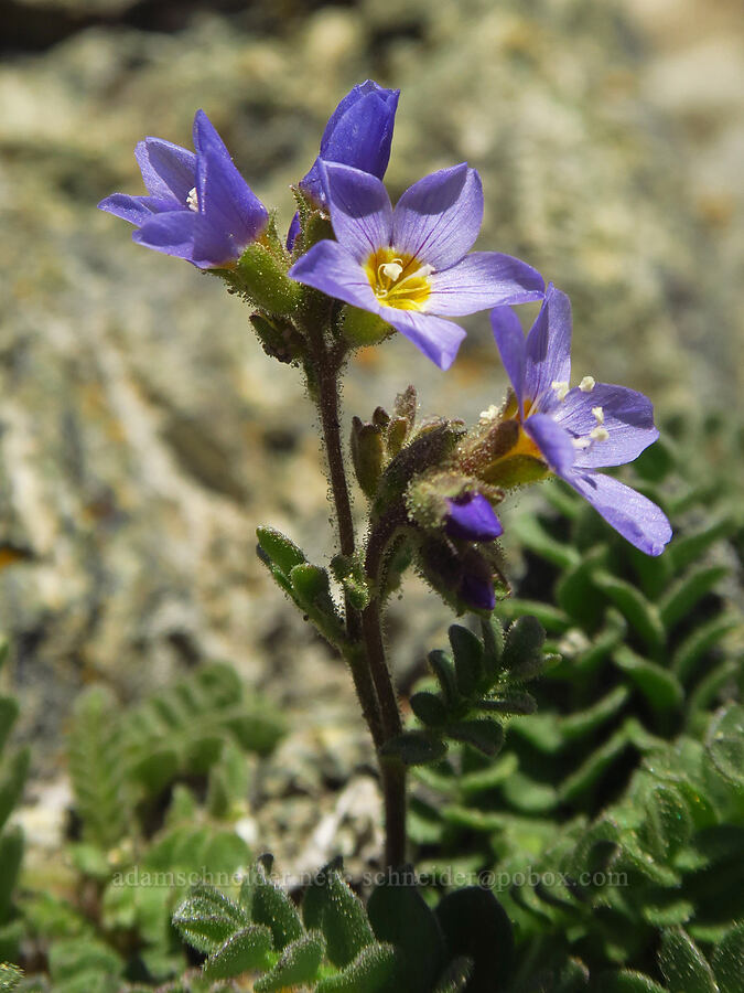 Jacob's-ladder (Polemonium sp.) [Navaho Peak Trail, Okanogan-Wenatchee National Forest, Chelan County, Washington]