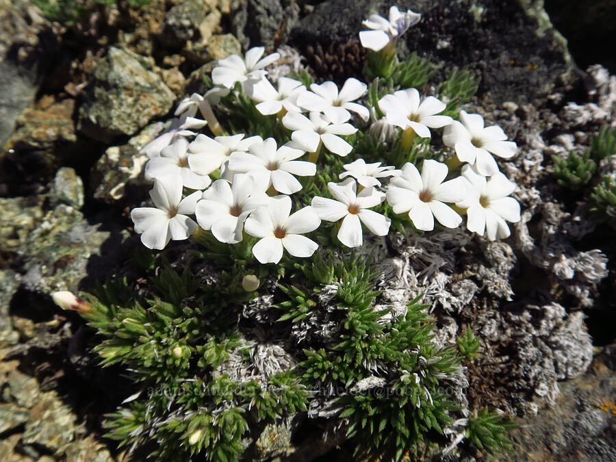 Henderson's phlox (Phlox hendersonii) [Navaho Peak, Okanogan-Wenatchee National Forest, Chelan County, Washington]