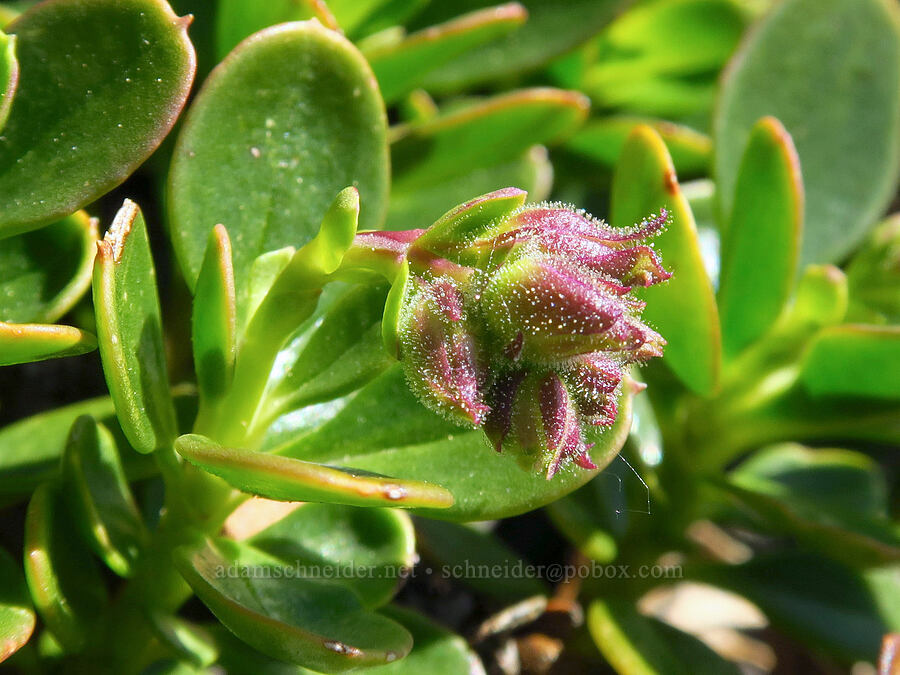 Davidson's penstemon, budding (Penstemon davidsonii var. davidsonii) [Navaho Peak, Okanogan-Wenatchee National Forest, Chelan County, Washington]