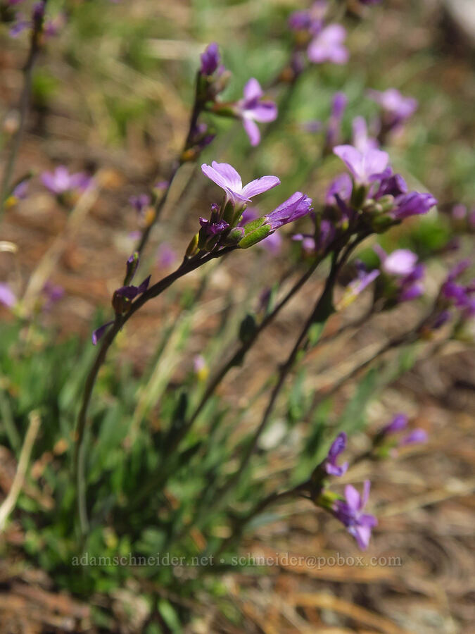 Lyall's rock-cress (Boechera lyallii (Arabis lyallii)) [Navaho Peak, Okanogan-Wenatchee National Forest, Kittitas County, Washington]