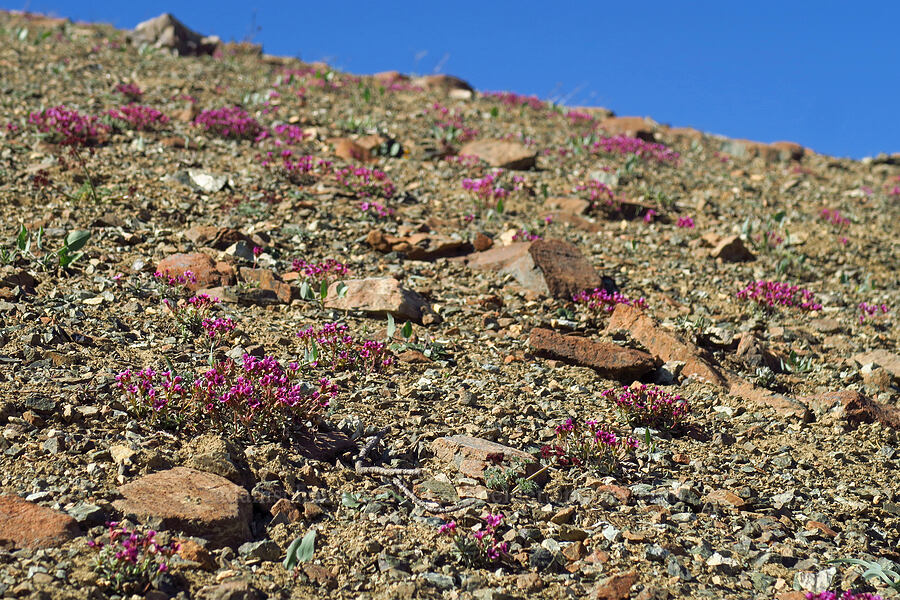 snow dwarf-primrose (Douglasia nivalis (Androsace nivalis)) [Navaho Peak, Okanogan-Wenatchee National Forest, Chelan County, Washington]
