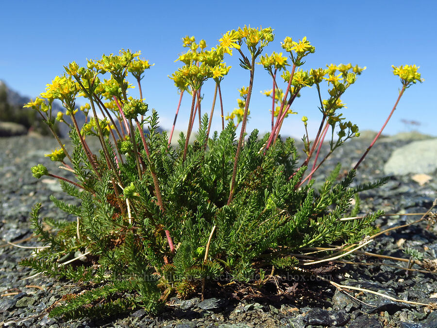 Tweedy's ivesia (Ivesia tweedyi (Potentilla tweedyi)) [Navaho Peak, Okanogan-Wenatchee National Forest, Chelan County, Washington]