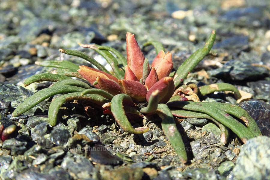 bitterroot, budding (Lewisia rediviva) [Navaho Peak, Okanogan-Wenatchee National Forest, Chelan County, Washington]