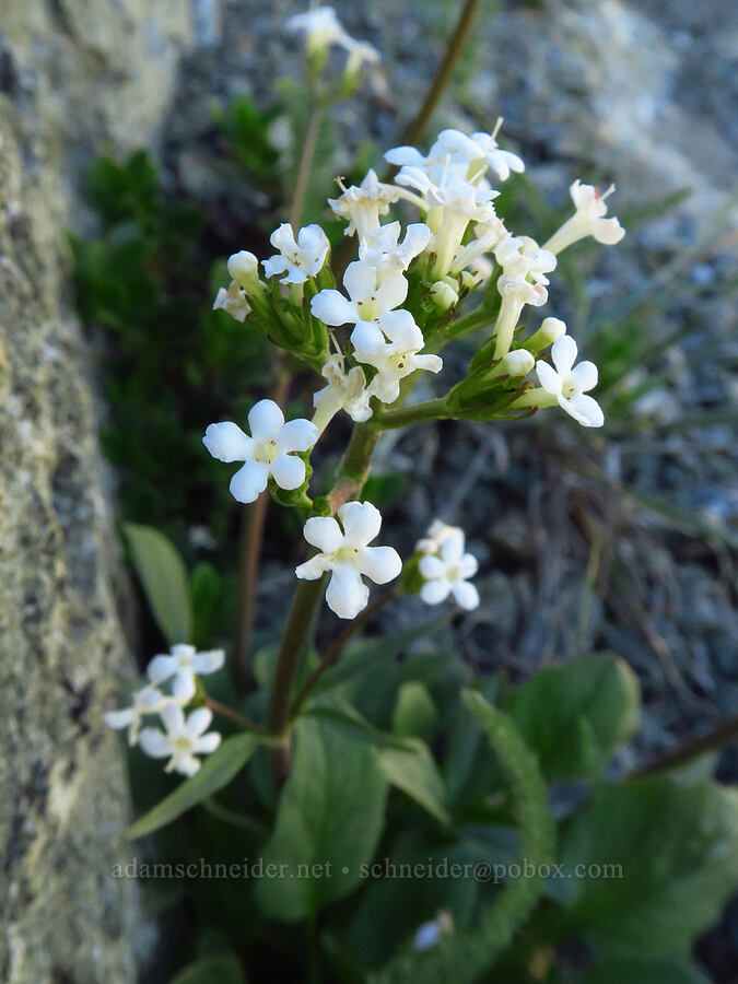 Wenatchee valerian (Valeriana columbiana) [between Navaho Peak & Freedom Peak, Okanogan-Wenatchee National Forest, Kittitas County, Washington]