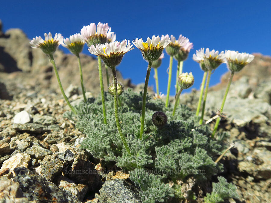 cut-leaf fleabane (Erigeron compositus) [between Navaho Peak & Freedom Peak, Okanogan-Wenatchee National Forest, Kittitas County, Washington]