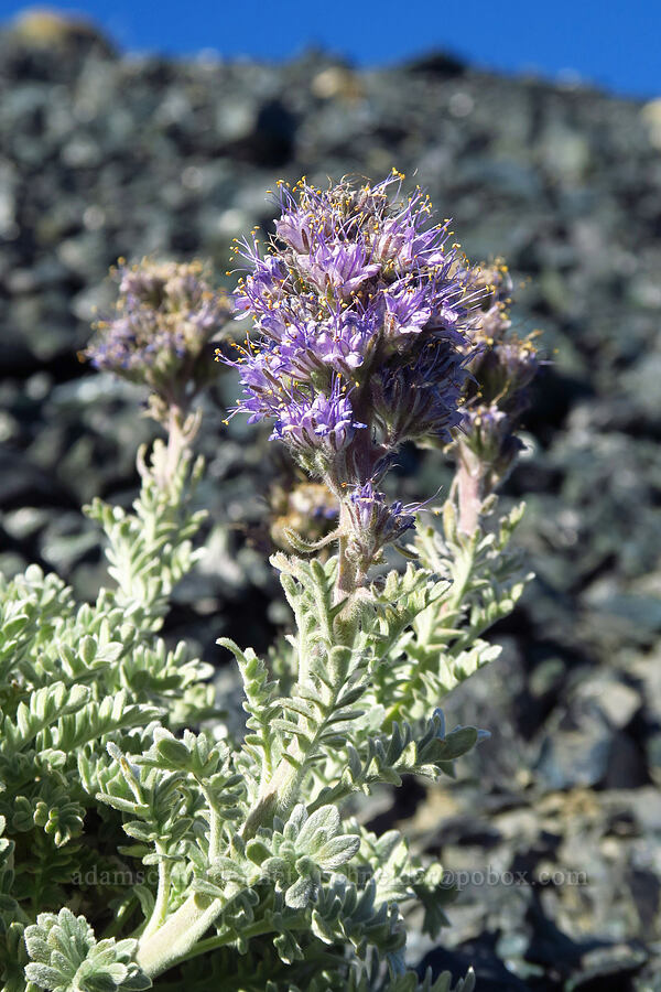 silky phacelia (Phacelia sericea) [between Navaho Peak & Freedom Peak, Okanogan-Wenatchee National Forest, Kittitas County, Washington]