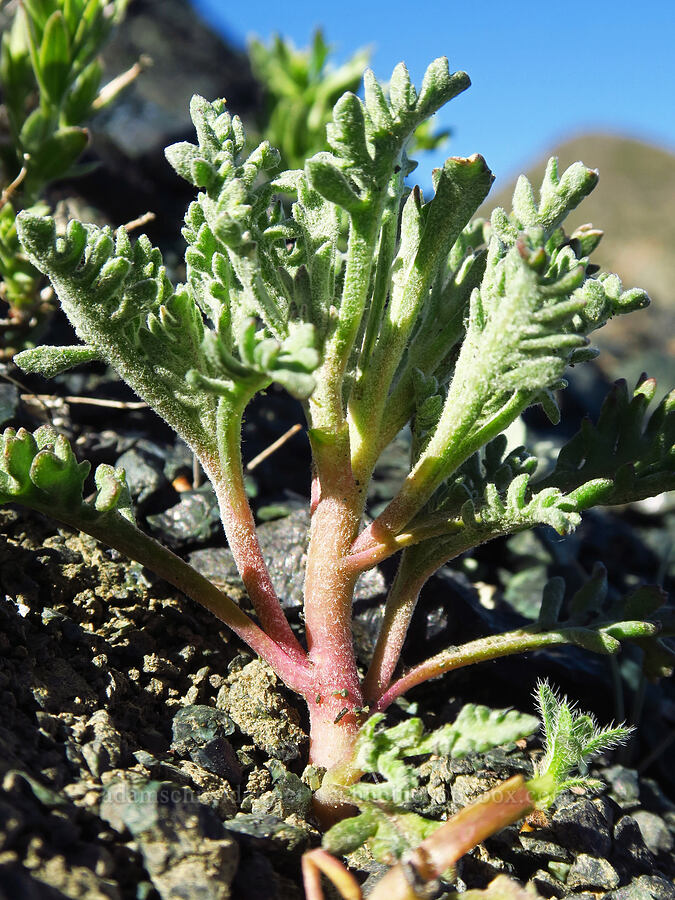 Thompson's pincushion leaves (Chaenactis thompsonii) [between Navaho Peak & Freedom Peak, Okanogan-Wenatchee National Forest, Chelan County, Washington]