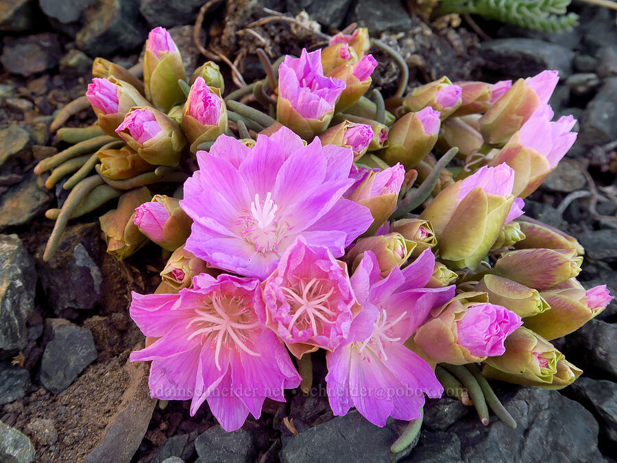 very pink bitterroot (Lewisia rediviva) [between Navaho Peak & Freedom Peak, Okanogan-Wenatchee National Forest, Chelan County, Washington]