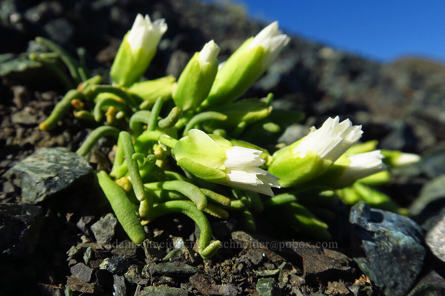 white bitterroot (Lewisia rediviva) [between Navaho Peak & Freedom Peak, Okanogan-Wenatchee National Forest, Chelan County, Washington]