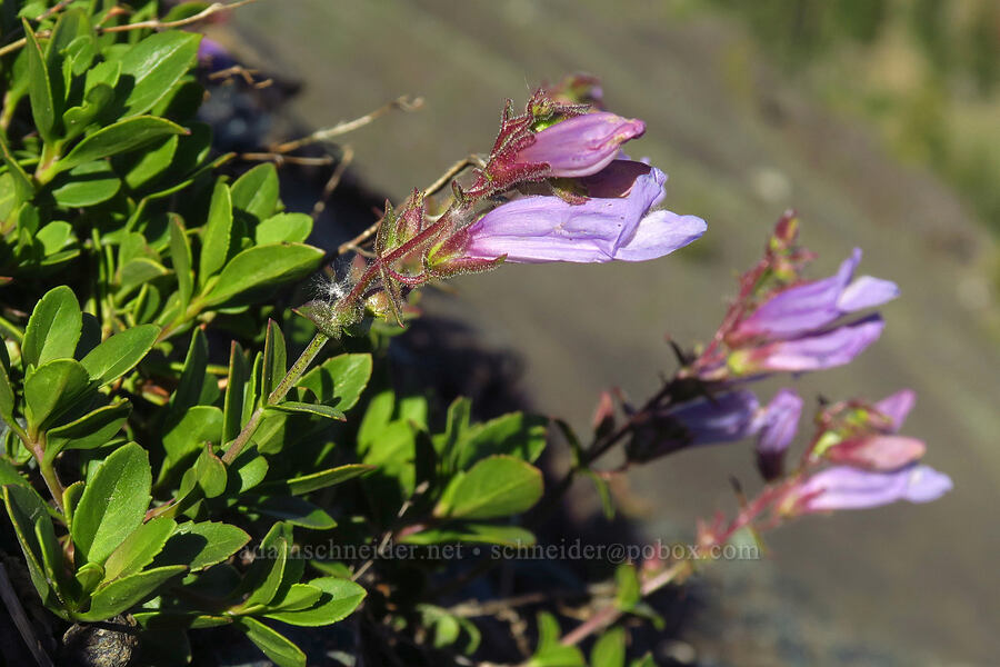 Menzies' penstemon (Penstemon davidsonii var. menziesii) [between Navaho Peak & Freedom Peak, Okanogan-Wenatchee National Forest, Chelan County, Washington]