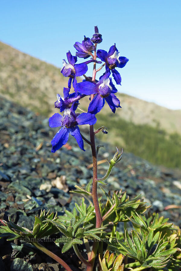 rockslide larkspur (Delphinium glareosum) [between Navaho Peak & Freedom Peak, Okanogan-Wenatchee National Forest, Chelan County, Washington]