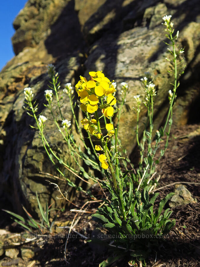 wallflower & penny-cress (Erysimum sp., Noccaea fendleri ssp. glauca (Thlaspi fendleri var. glaucum)) [Freedom Peak, Okanogan-Wenatchee National Forest, Chelan County, Washington]