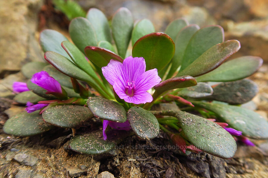 Wenatchee spring-beauty (Claytonia megarhiza var. nivalis) [Freedom Peak, Okanogan-Wenatchee National Forest, Chelan County, Washington]