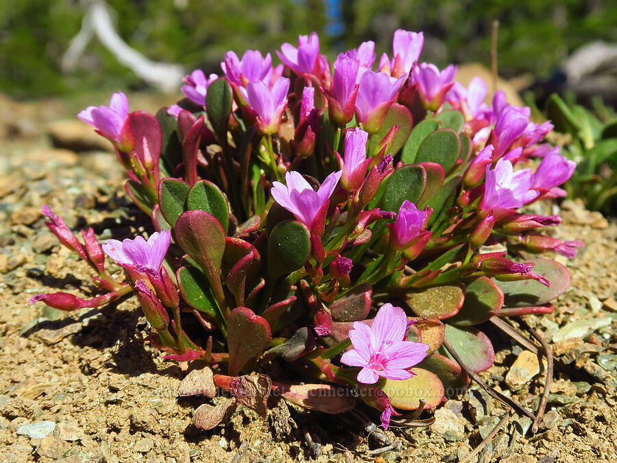 Wenatchee spring-beauty (Claytonia megarhiza var. nivalis) [below Freedom Peak, Okanogan-Wenatchee National Forest, Kittitas County, Washington]