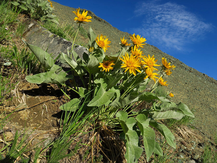 arrow-leaf balsamroot (Balsamorhiza sagittata) [below Freedom Peak, Okanogan-Wenatchee National Forest, Kittitas County, Washington]