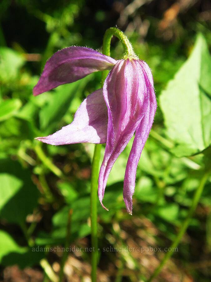 western blue clematis (Clematis occidentalis var. dissecta) [below Freedom Peak, Okanogan-Wenatchee National Forest, Kittitas County, Washington]