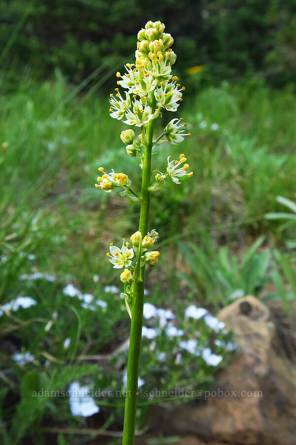 panicled death-camas (Toxicoscordion paniculatum (Zigadenus paniculatus)) [Stafford Creek Trail, Okanogan-Wenatchee National Forest, Kittitas County, Washington]