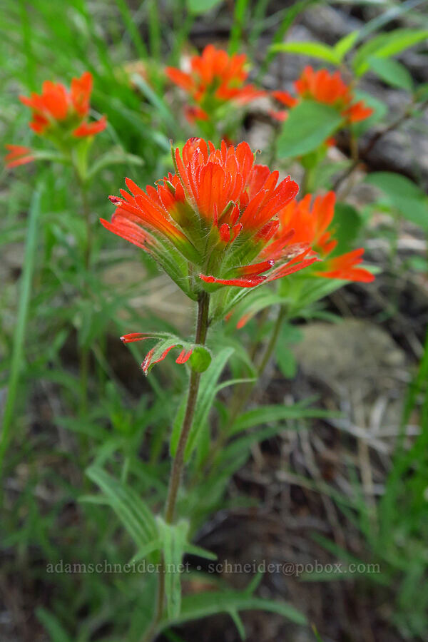 harsh paintbrush (Castilleja hispida) [Stafford Creek Trail, Okanogan-Wenatchee National Forest, Kittitas County, Washington]