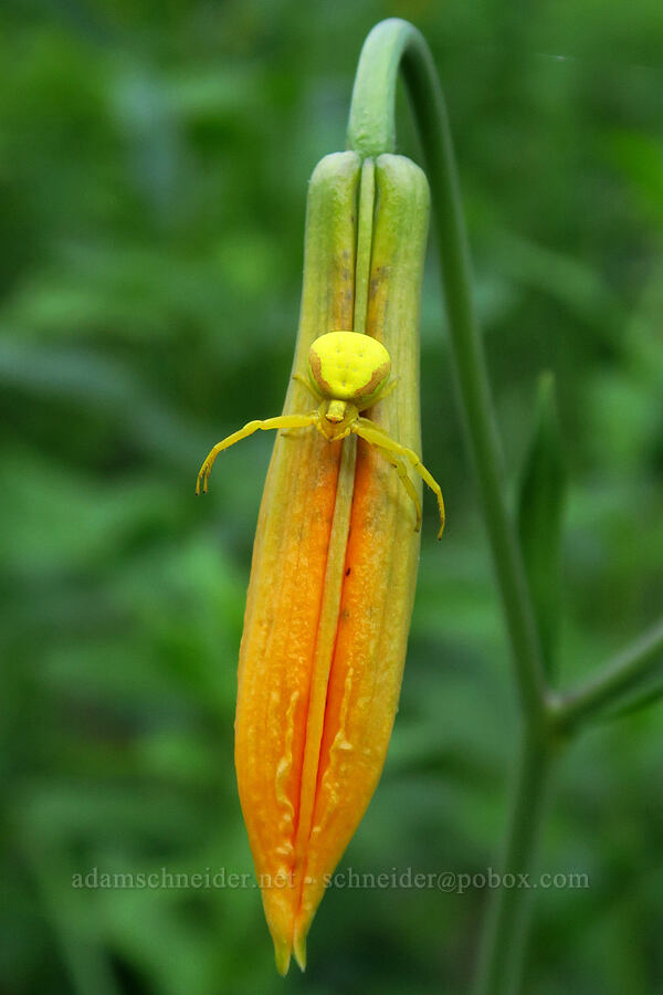 crab spider on a tiger lily (Misumena vatia, Lilium columbianum) [Stafford Creek Trail, Okanogan-Wenatchee National Forest, Kittitas County, Washington]