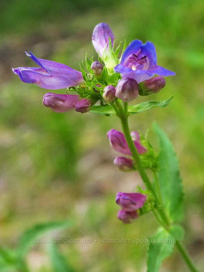 Cascade penstemon (Penstemon serrulatus) [Stafford Creek Trail, Okanogan-Wenatchee National Forest, Kittitas County, Washington]