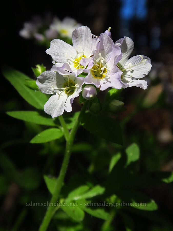 California Jacob's-ladder (Polemonium californicum) [Jack Creek Road, Okanogan-Wenatchee National Forest, Kittitas County, Washington]