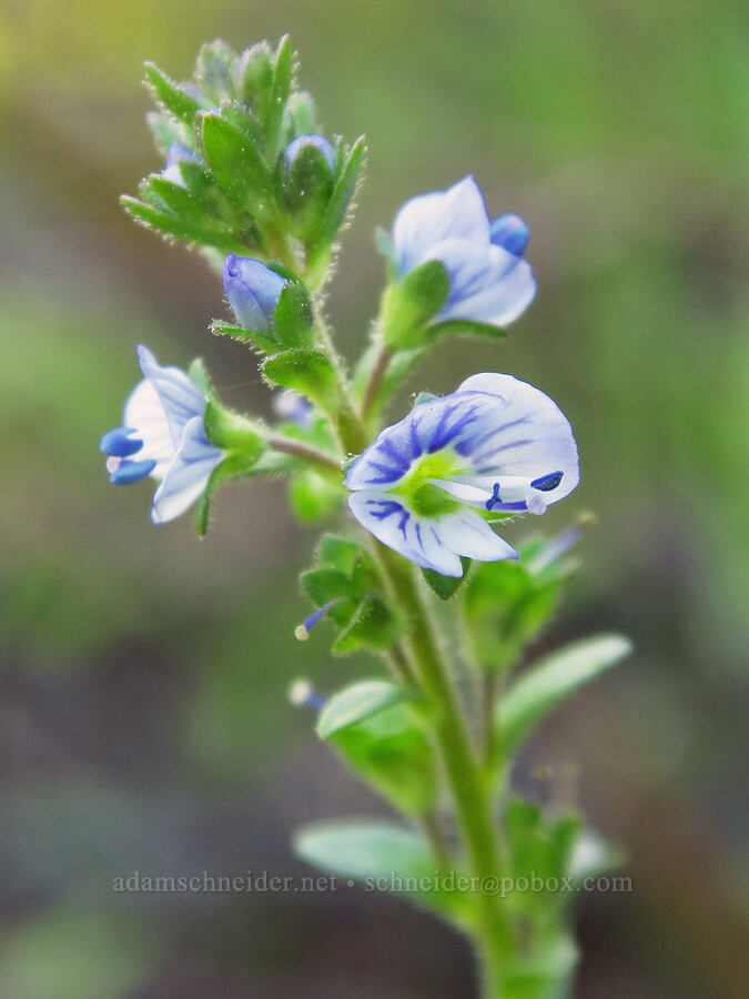 thyme-leaf speedwell (Veronica serpyllifolia) [Jack Creek Road, Okanogan-Wenatchee National Forest, Kittitas County, Washington]