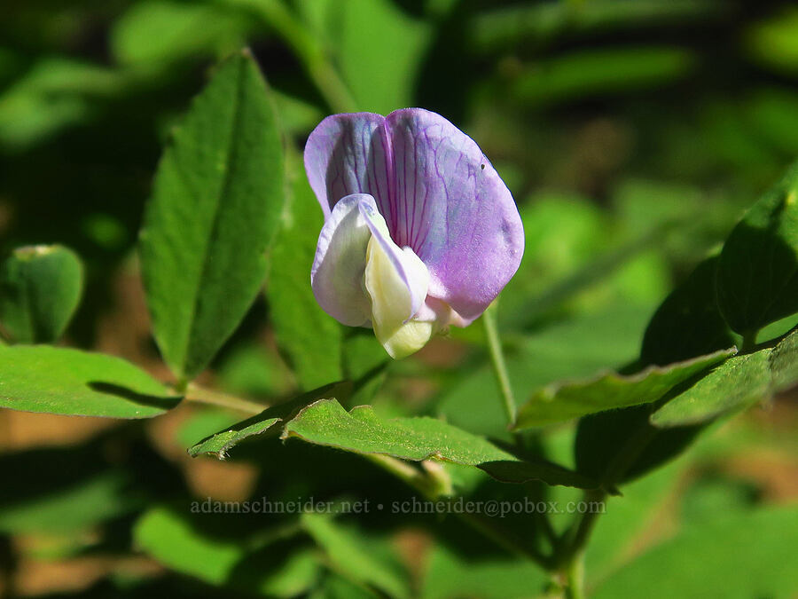 few-flowered pea (Lathyrus pauciflorus) [Jack Creek Road, Okanogan-Wenatchee National Forest, Kittitas County, Washington]