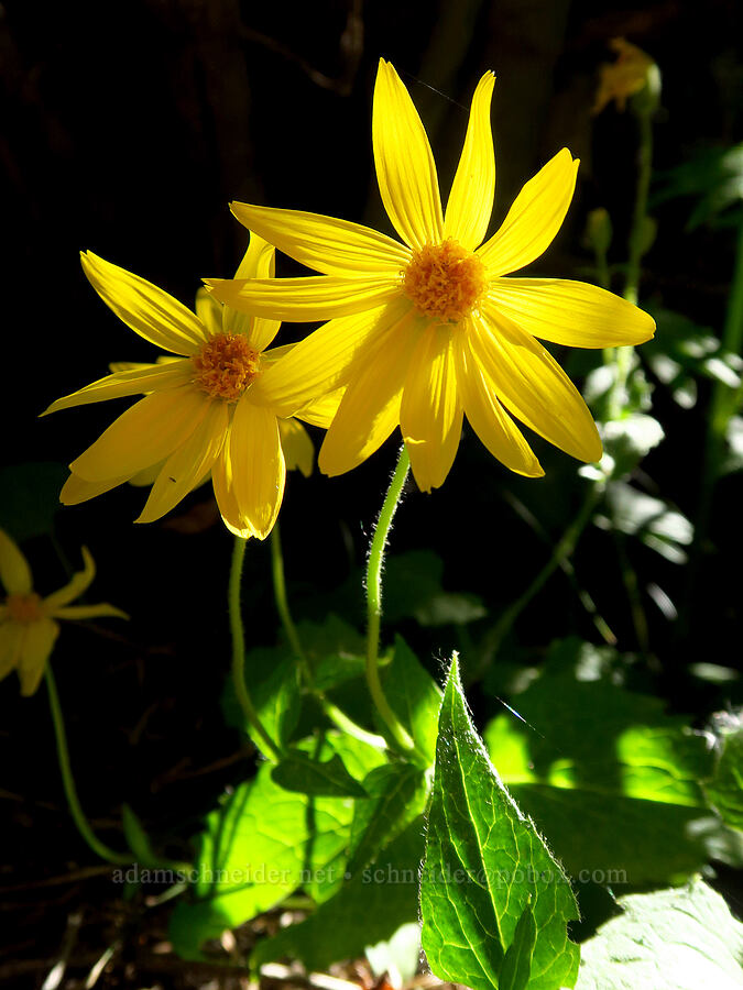 heart-leaf arnica (Arnica cordifolia) [Jack Creek Road, Okanogan-Wenatchee National Forest, Kittitas County, Washington]
