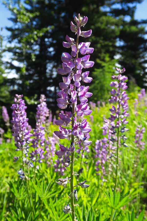 big-leaf lupines (Lupinus polyphyllus) [Jack Creek Road, Okanogan-Wenatchee National Forest, Kittitas County, Washington]