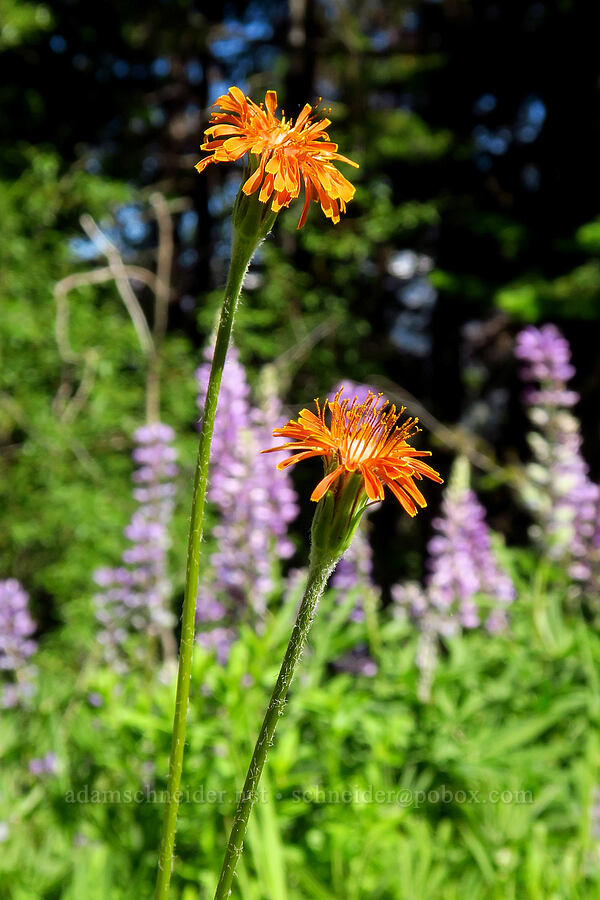 orange agoseris (Agoseris aurantiaca) [Jack Creek Road, Okanogan-Wenatchee National Forest, Kittitas County, Washington]
